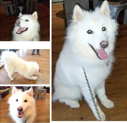 Tsar — adopted Samoyed