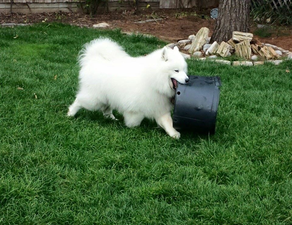 Nikki and Mila — adopted Samoyeds