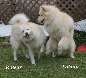 Topaz — adopted Samoyed mix