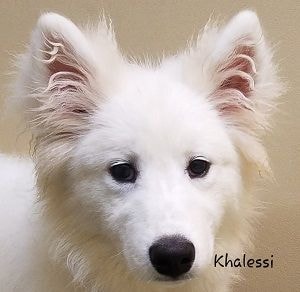 Mikita — adopted Samoyed/Husky mix