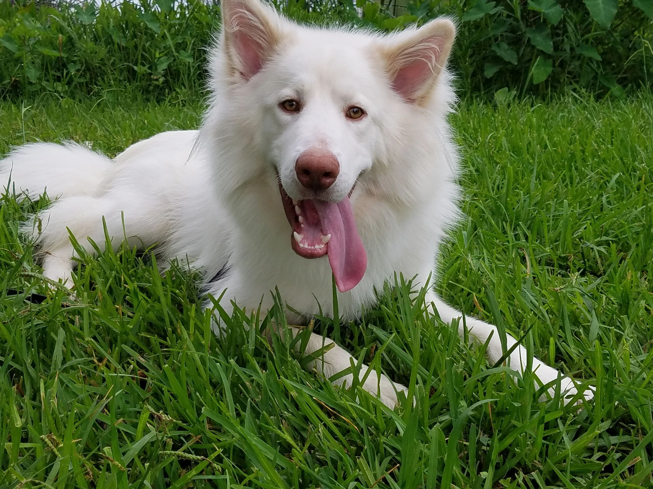 Happy rescued Samoyed